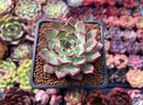 Echeveria 'Sarahime' Hybrid 2" Succulent Plant