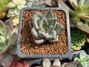 Echeveria 'Tremolo' 1" Small Succulent Plant