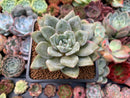 Echeveria 'German Champaign' 2" Succulent Plant