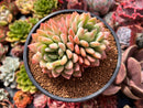 Echeveria 'King Midas' 3"-4" Succulent Plant