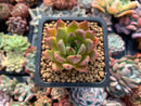 Echeveria Agavoides sp. 1" Succulent Plant