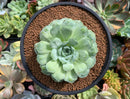 Echeveria 'Hearts Choice' 3-4" Succulent Plant