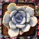 Echeveria 'Tiramisu' 2"-3" Succulent Plant
