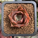 Echeveria 'Fatima' 1" New Hybrid Succulent Plant