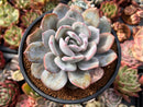 Echeveria 'Cream Tea' 4" Powdery Cutting Succulent Plant