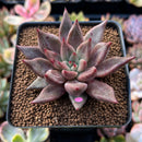Echeveria Agavoides 'Shaikh' 2" Succulent Plant