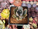 Pachyveria 'Pachyphytoides' Variegated 2" Succulent Plant