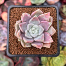 Echeveria 'Pink Spot' 1" Succulent Plant