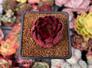 Echeveria Agavoides 'Healer' 2" Succulent Plant