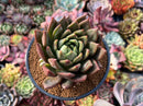 Echeveria Agavoides 'Dietrich' 4" Succulent Plant