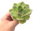 Echeveria Agavoides “Shallot” 1"-2" Succulent Plant