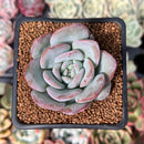 Echeveria 'Milk Rose' 2" Succulent Plant