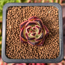 Echeveria Agavoides 'Ebony' 1" Small Succulent Plant