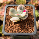 Cotyledon 'Orbiculata' Variegated 1" Small Cutting Succulent Plant *Cutting*