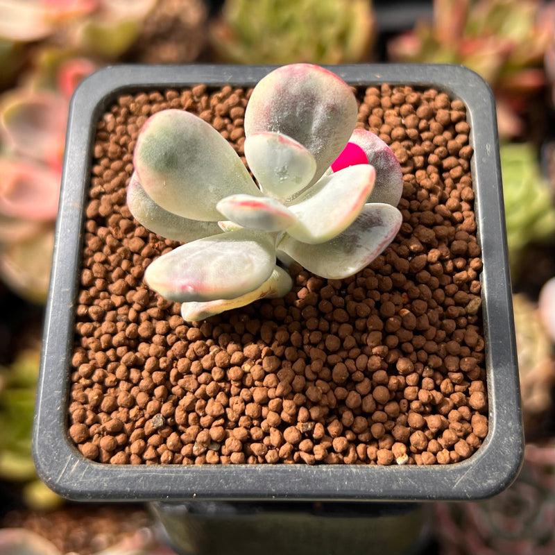 trim succulent plants Cotyledon 'Orbiculata' Variegated 1" Small Cutting Succulent Plant *Cu – True Succulents Plant Co