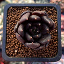 Echeveria 'Black Bird' 1" Small Succulent Plant