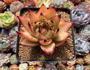 Echeveria Agavoides 'Maria' Crested 3" Succulent Plant