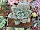 Echeveria 'German Champaign' 3" Succulent Plant