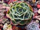 Echeveria 'Esmerelda' 5" Large Succulent Plant