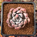 Echeveria 'Bijou' 1"-2" New Hybrid Succulent Plant