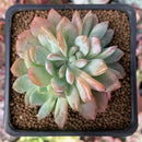 Echeveria 'Starmark' Crested 2" Succulent Plant