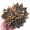Echeveria Agavoides Sp Cluster 4” Rare Succulent Plant