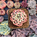 Echeveria 'Cherry Blossom Ending' 1" Succulent Plant
