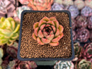 Echeveria 'Wine Peach' 1" Succulent Plant