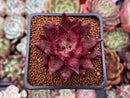 Echeveria Agavoides 'Fire Eagle' 2" New Hybrid Succulent Plant