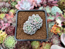 Echeveria 'Pearl Bean' 1" Cluster New Hybrid Succulent Plant