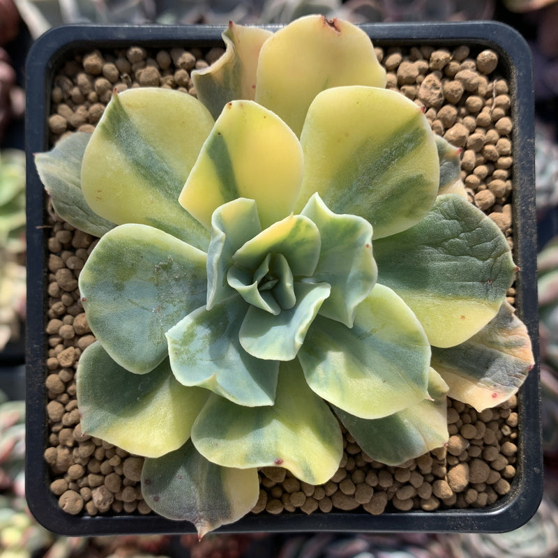 succulent butterfly plant Echeveria 'Butterfly Dot' Variegated 2” Succulent Plant – True Succulents Plant Co