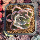 Echeveria 'Beyonce' Variegated 2" Succulent Plant