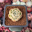 Echeveria 'Cream Smoothie' 1" Succulent Plant