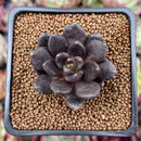 Echeveria 'Blackbird' 1" Succulent Plant