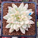 Echeveria 'Mebina' Variegated 2" Succulent Plant