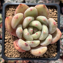 Echeveria 'Zenith' 3" Succulent Plant