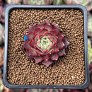 Echeveria 'Shani' 1" Succulent Plant
