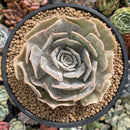 Echeveria 'Lilacina' Marble Variegated 4" Succulent Plant