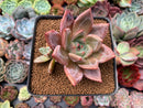 Echeveria 'Baekya' 2" Cluster Succulent Plant