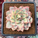 Echeveria 'Esther' Variegated 3" Succulent Plant