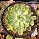 Echeveria 'Twin Berry' Variegated 4" Succulent Plant
