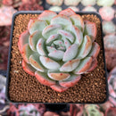 Echeveria 'Starmark' 3" Succulent Plant
