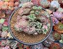 Echeveria 'Bradburiana' Crested 4"-5" Succulent Plant