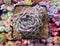 Echeveria 'Primera' 3"-4" Powdery Succulent Plant