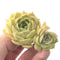 Echeveria 'Onslow' Double Headed Cluster  2" Succulent Plant