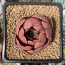 Echeveria 'Monchouchou' 2" Succulent Plant