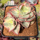 Echeveria 'Suyon' Variegated 3" Cluster Succulent Plant