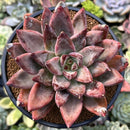 Echeveria 'Tremolo' Hybrid 5" Succulent Plant