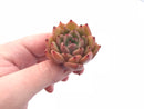 Echeveria Agavoides Ebony Seedling 1” Rare Succulent Plant