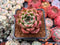 Echeveria Agavoides 'Pink Bonnie' 2" Succulent Plant